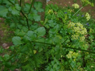 Smyrnium olusatrum, photographed by Zeke Marshall