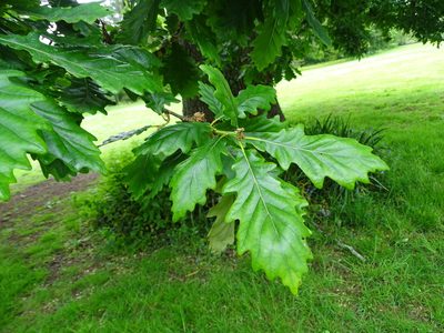 Quercus petraea, photographed by Zeke Marshall