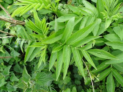 Sambucus ebulus, photographed by Zeke Marshall
