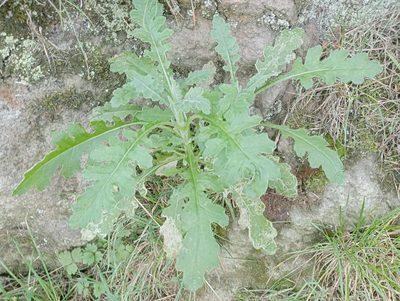Senecio glomeratus, photographed by John Barkla