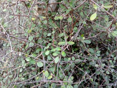 Coprosma crassifolia, photographed by John Barkla