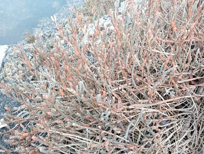 Salicornia quinqueflora, photographed by John Barkla