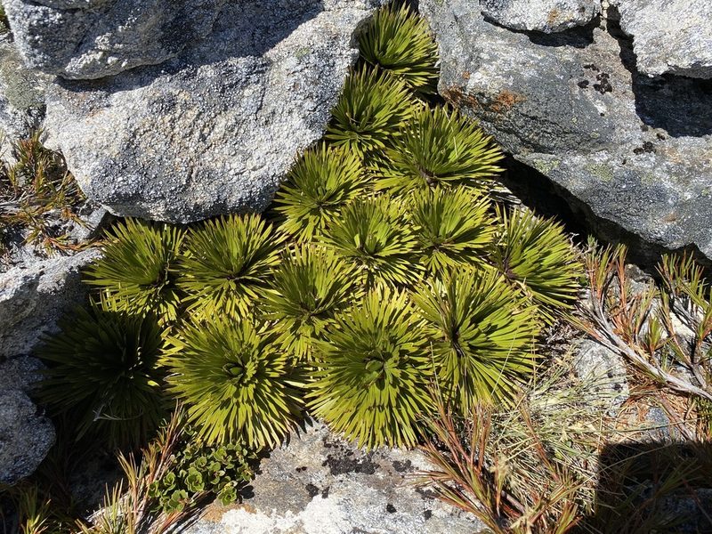 Aciphylla crosby-smithii, photographed by sarah-wilcox