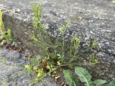 Cardamine hirsuta, photographed by Pavel Kacl
