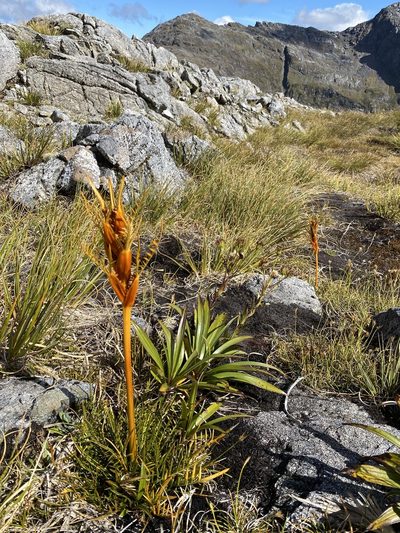 Aciphylla pinnatifida, photographed by sarah-wilcox