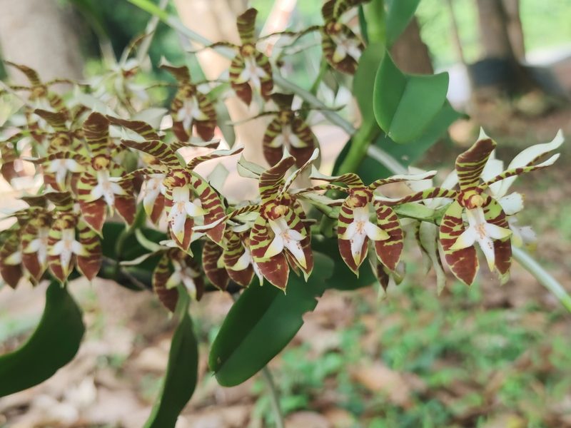 Trichoglottis fasciata, photographed by Sarka Masova