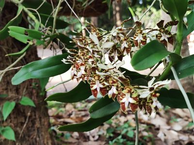 Trichoglottis fasciata, photographed by Sarka Masova
