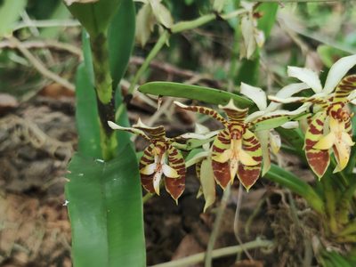 Trichoglottis fasciata, photographed by Sarka Masova