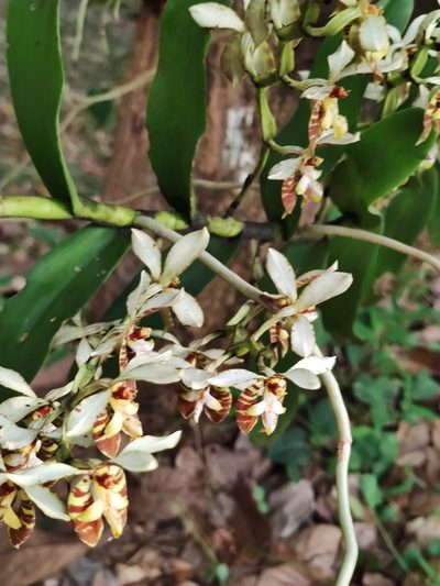 Trichoglottis fasciata, photographed by Sarka Masova