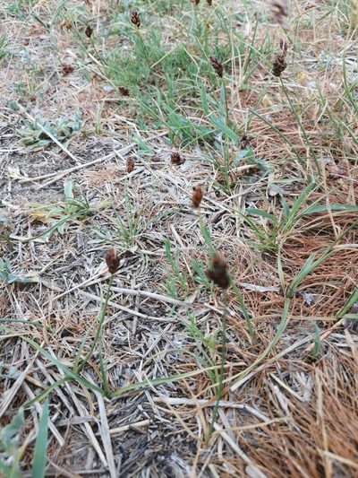 Carex stenophylla, photographed by Ljaž
