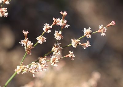 Eriogonum luteolum, photographed by Cricket Raspet