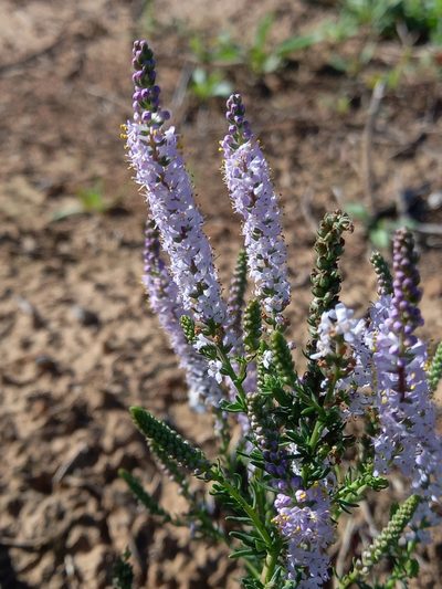 Selago geniculata, photographed by Christiaan Viljoen