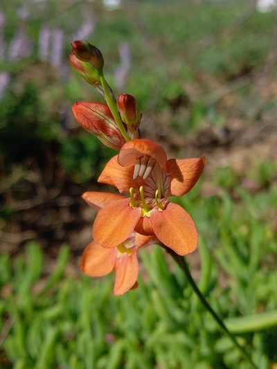 Tritonia laxifolia, photographed by Christiaan Viljoen