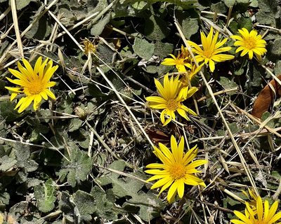 Arctotheca prostrata, photographed by Chuck Wilson