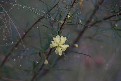 Hibbertia stirlingii, photographed by Hugo Innes