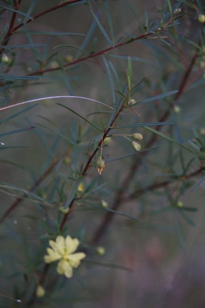 Hibbertia stirlingii, photographed by Hugo Innes