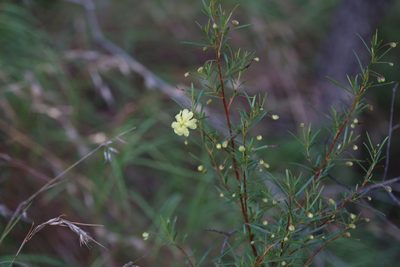 Hibbertia stirlingii, photographed by Hugo Innes