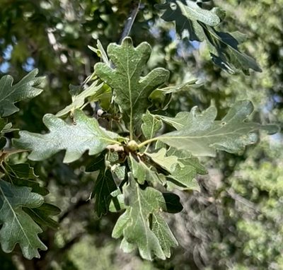 Quercus lobata, photographed by Chuck Wilson