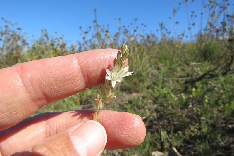 Nicipe graminifolia, photographed by Paul Emms