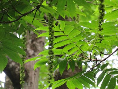 Pterocarya rhoifolia, photographed by Marco Mussita
