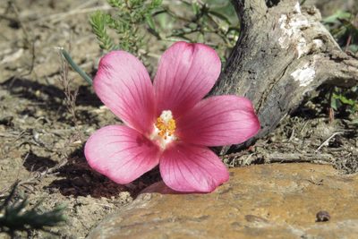 Hibiscus pusillus, photographed by Paul Emms
