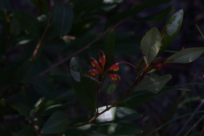 Grevillea glossadenia, photographed by Hugo Innes