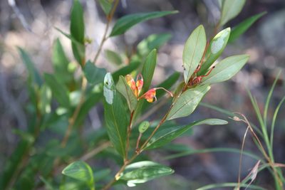 Grevillea glossadenia, photographed by Hugo Innes