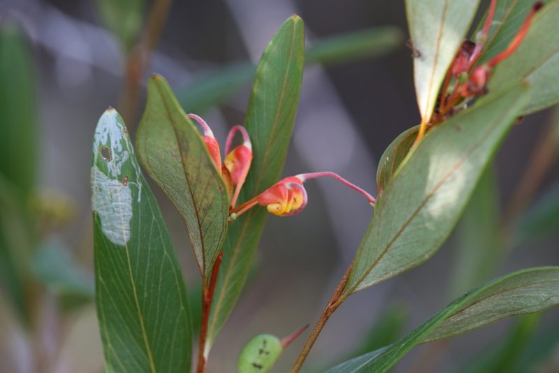 Grevillea glossadenia, photographed by Hugo Innes