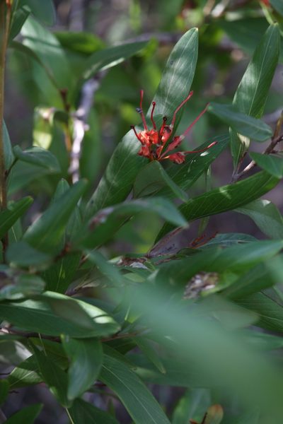 Grevillea glossadenia, photographed by Hugo Innes