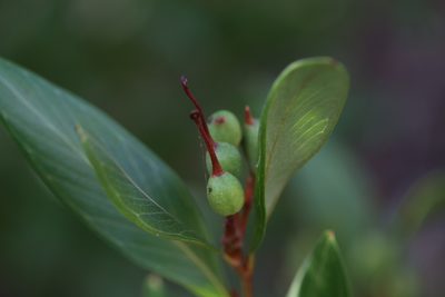 Grevillea glossadenia, photographed by Hugo Innes