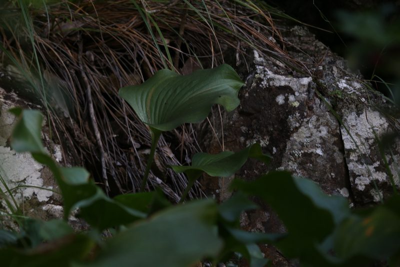 Proiphys amboinensis, photographed by Hugo Innes