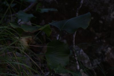 Proiphys amboinensis, photographed by Hugo Innes