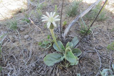Gerbera piloselloides, photographed by Paul Emms