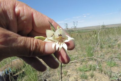 Gladiolus engysiphon, photographed by Paul Emms