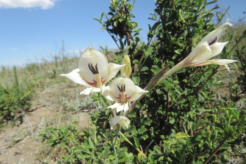 Gladiolus engysiphon, photographed by Paul Emms
