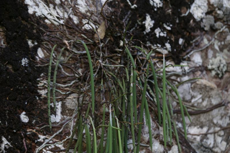 Dendrobium teretifolium, photographed by Hugo Innes