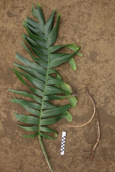 Rhaphidophora korthalsii, photographed by Dominik Maximilián Ramík