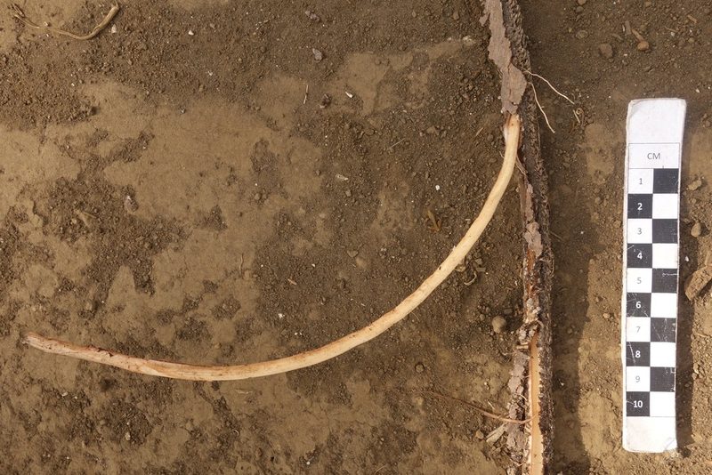 Rhaphidophora korthalsii, photographed by Dominik Maximilián Ramík