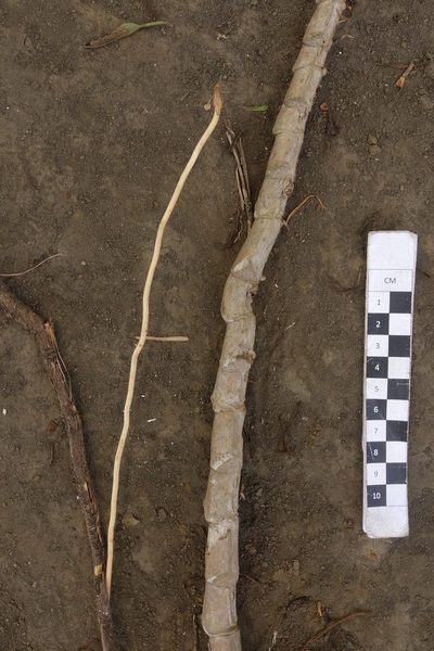 Rhaphidophora korthalsii, photographed by Dominik Maximilián Ramík