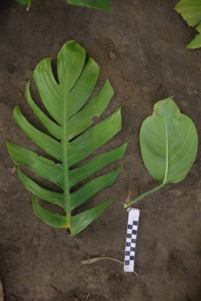 Rhaphidophora korthalsii, photographed by Dominik Maximilián Ramík