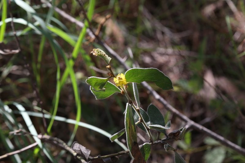 Acacia humifusa, photographed by Hugo Innes