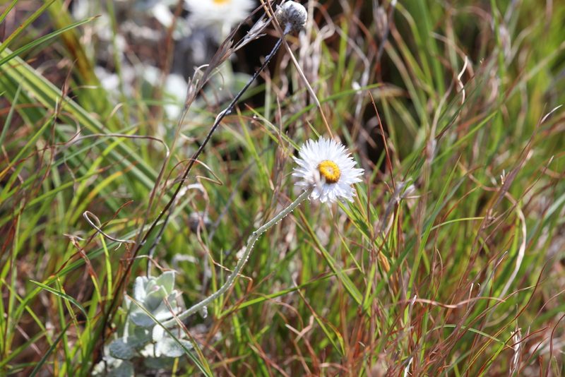 Coronidium newcastlianum, photographed by Hugo Innes
