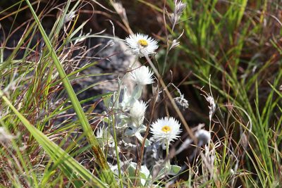 Coronidium newcastlianum, photographed by Hugo Innes