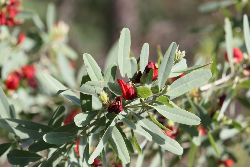 Gastrolobium grandiflorum, photographed by Hugo Innes