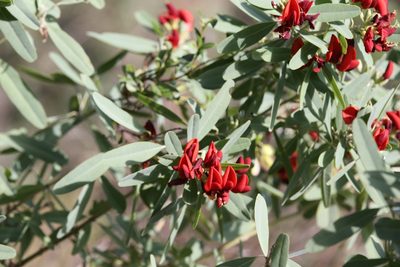 Gastrolobium grandiflorum, photographed by Hugo Innes