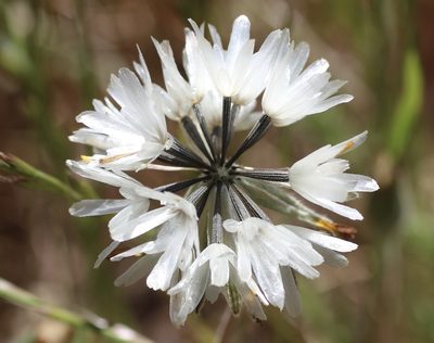Achyrachaena mollis, photographed by Cricket Raspet