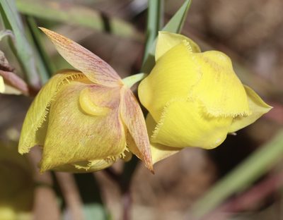 Calochortus pulchellus, photographed by Cricket Raspet