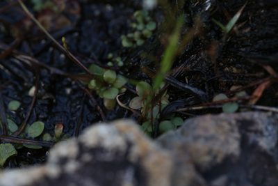 Stylidium uliginosum, photographed by Hugo Innes