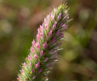 Trifolium angustifolium, photographed by Daniela Costa