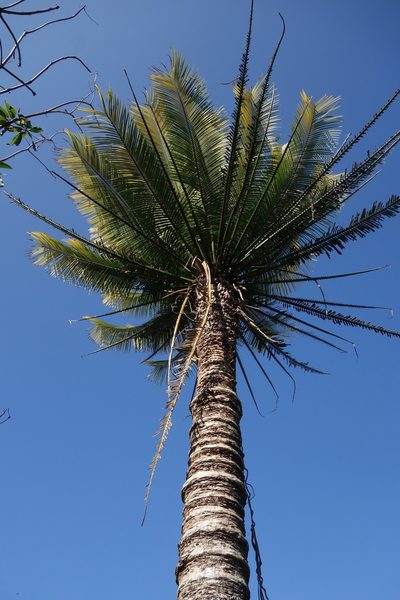Cycas seemannii, photographed by Dominik Maximilián Ramík